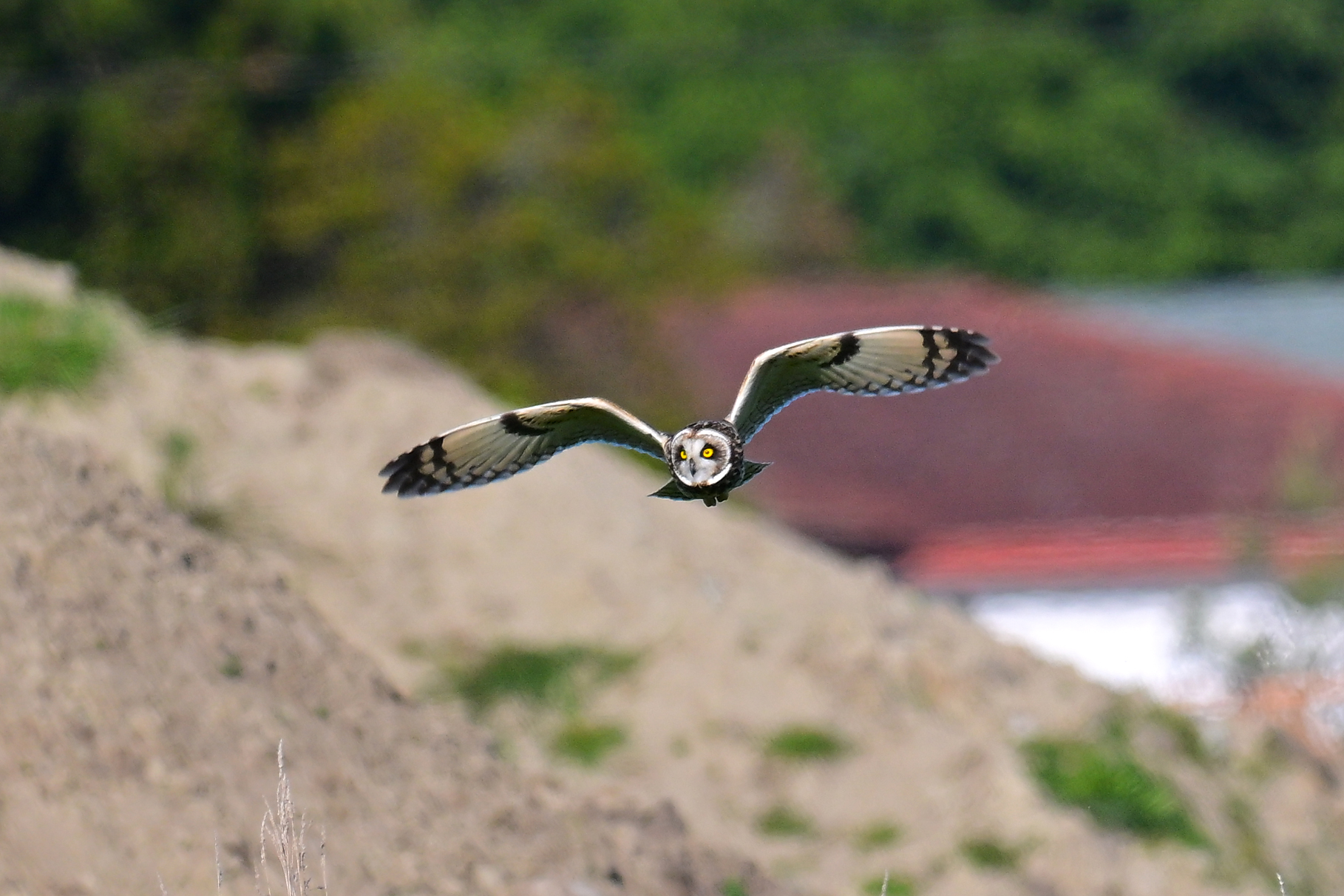 Short-eared Owl